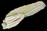 Fossil Crinoid (Parascytalocrinus) - Crawfordsville, Indiana #110587-1